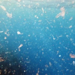 Toxic Microplastics in the Ocean