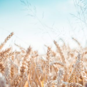 Hidden sources of gluten